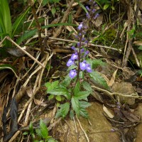 Scutellaria violacea var. violacea Heyne ex Benth.